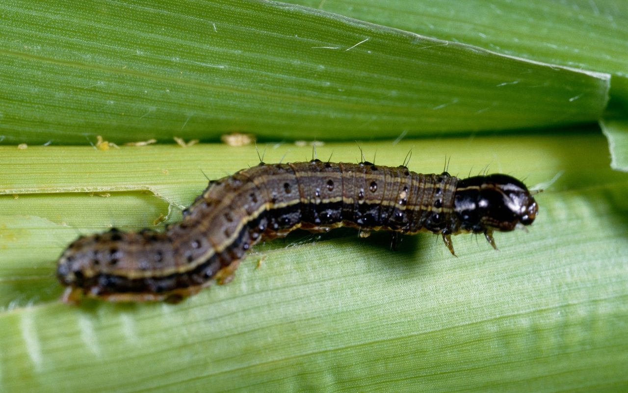 Lawn Grub, Lawn Army Worm Lawnpride Australia