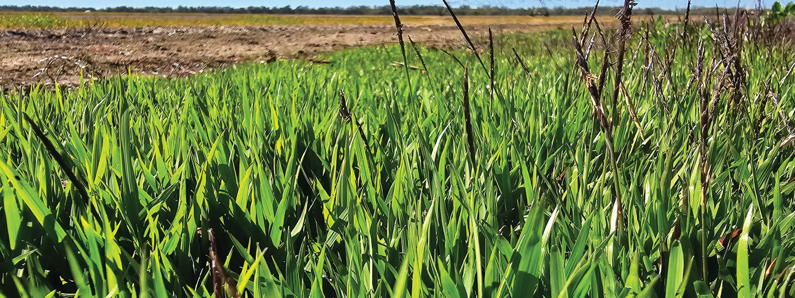 Unveiling the Power of PreEmergents Lawnpride Australia