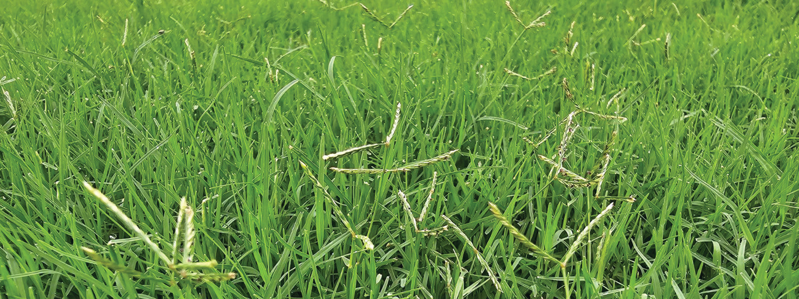 Understanding Couch Seed Heads Lawnpride Australia