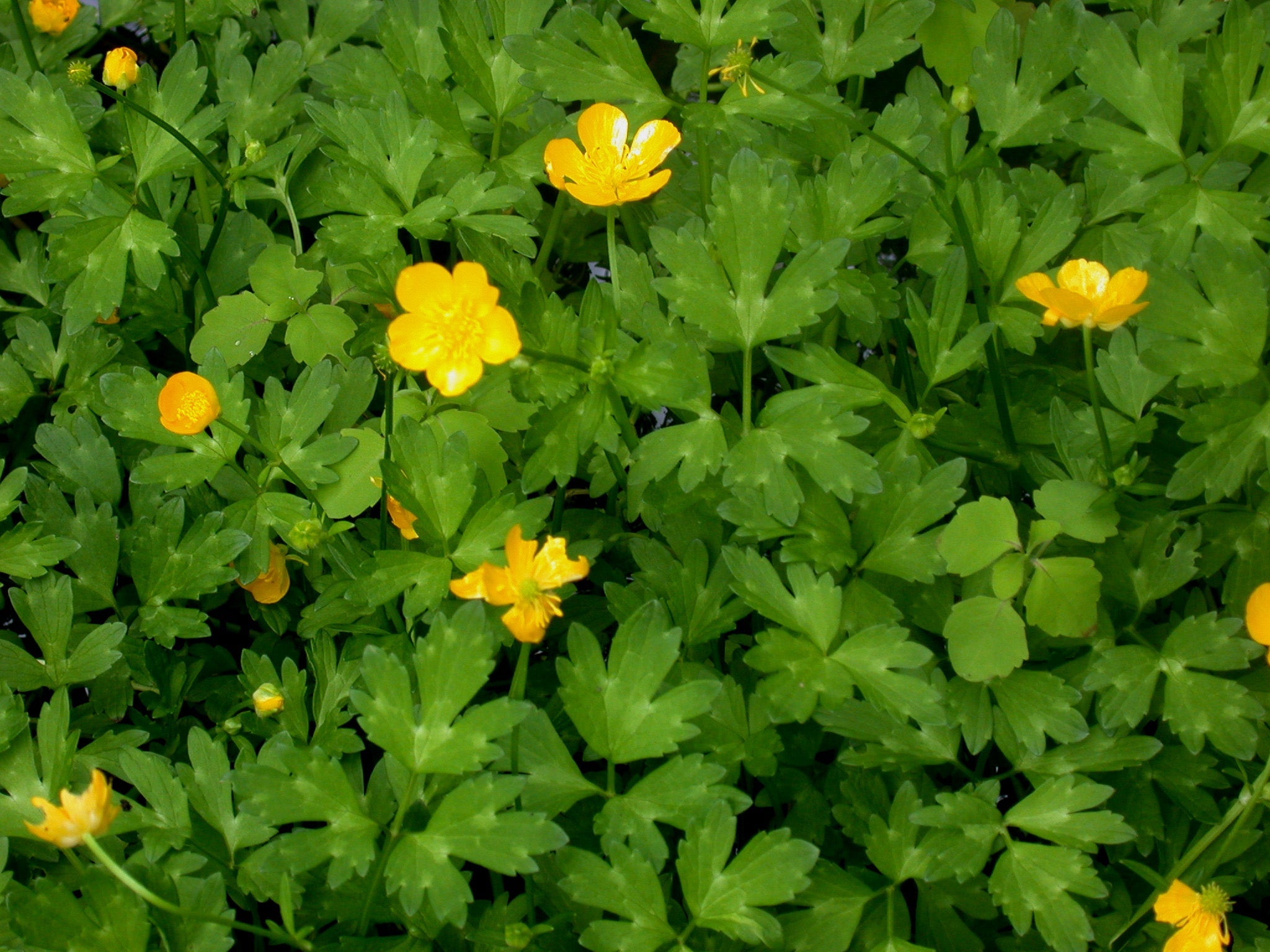 Creeping Buttercup Lawnpride Australia