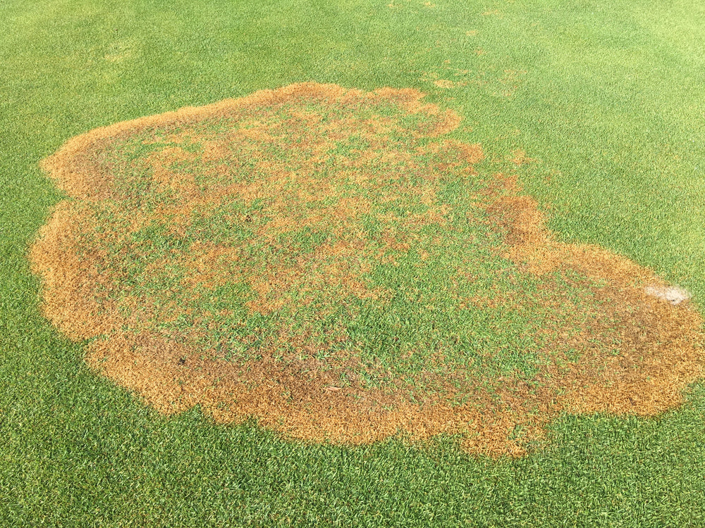 Lawn Diseases Identification Lawnpride Australia
