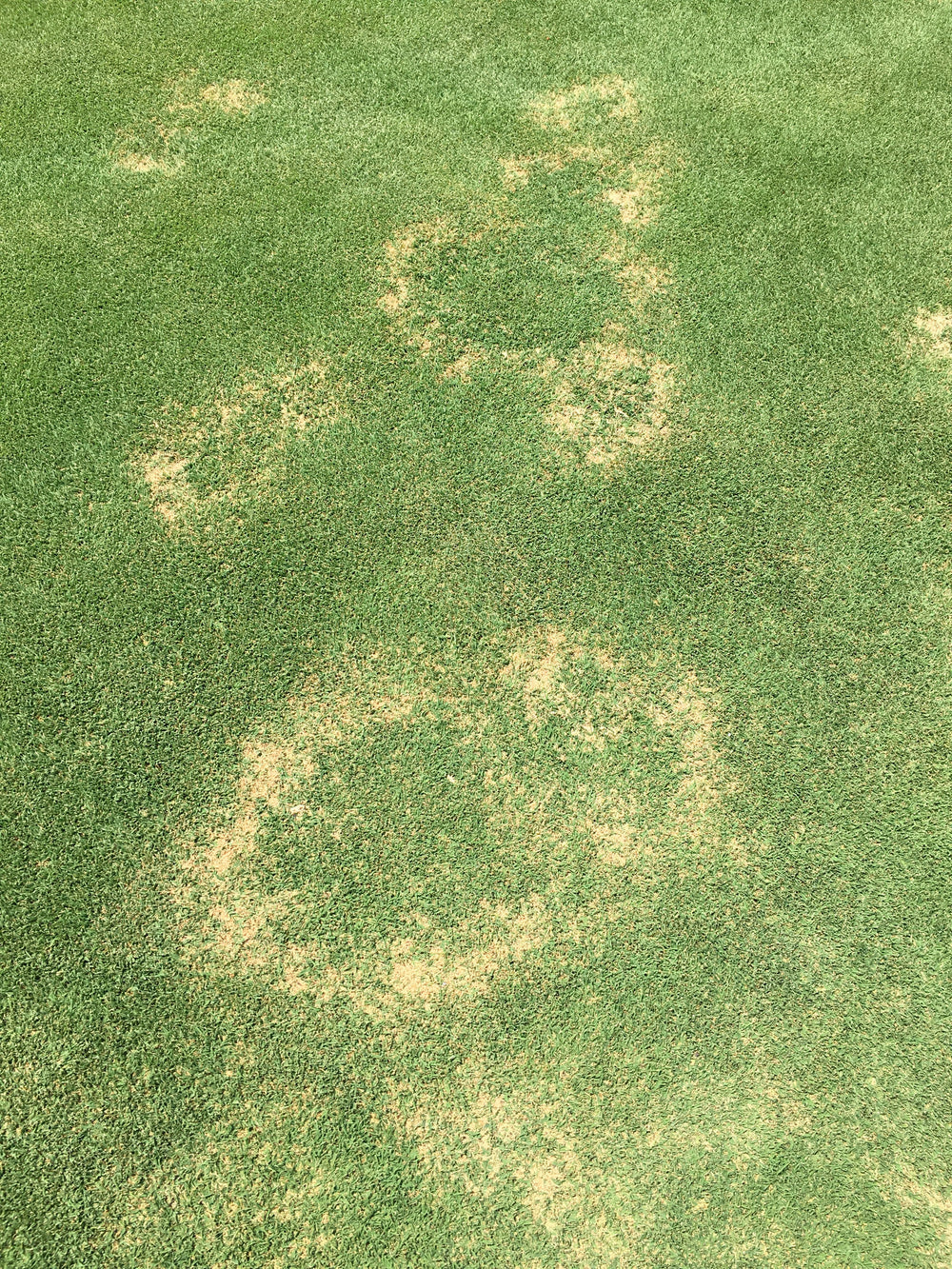 Lawn Diseases Identification Lawnpride Australia