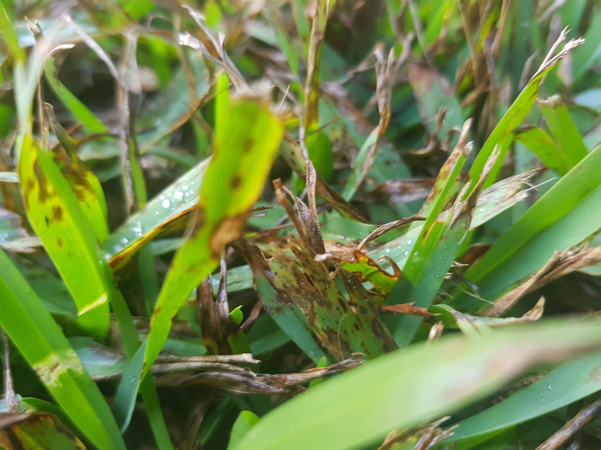 Guide to Pest and Disease Management in your Lawn – Lawnpride Australia
