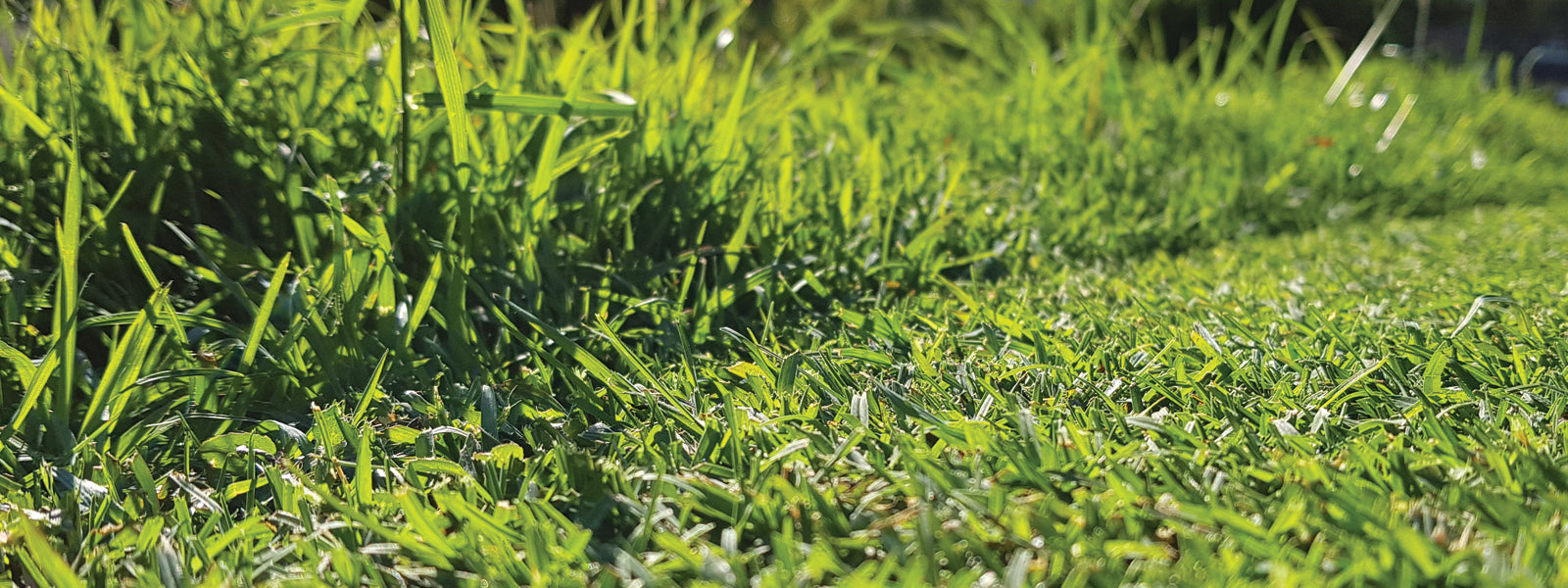The Pros and Cons of Mowing Turfgrass Long Versus Short – Lawnpride ...