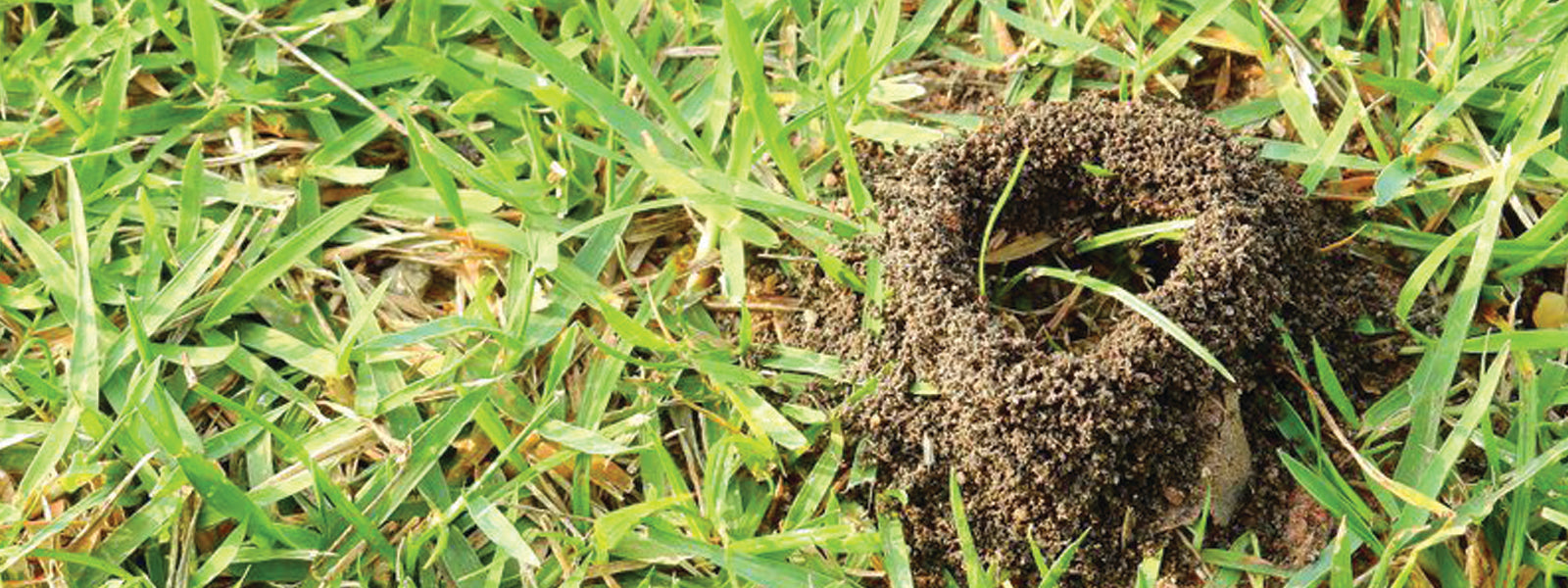 Controlling Ants in your Lawn – Lawnpride Australia