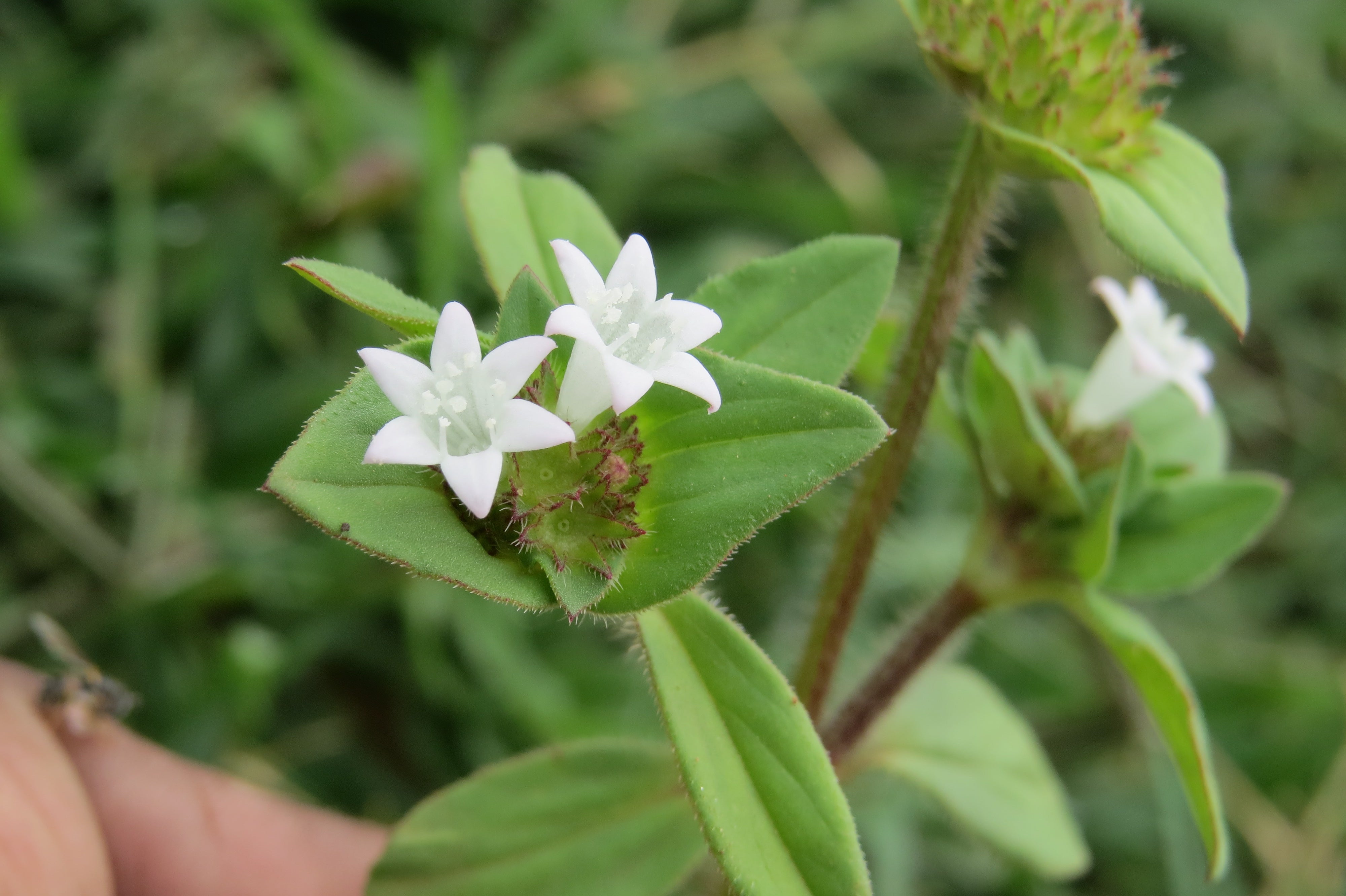 Mexican Clover – Lawnpride Australia