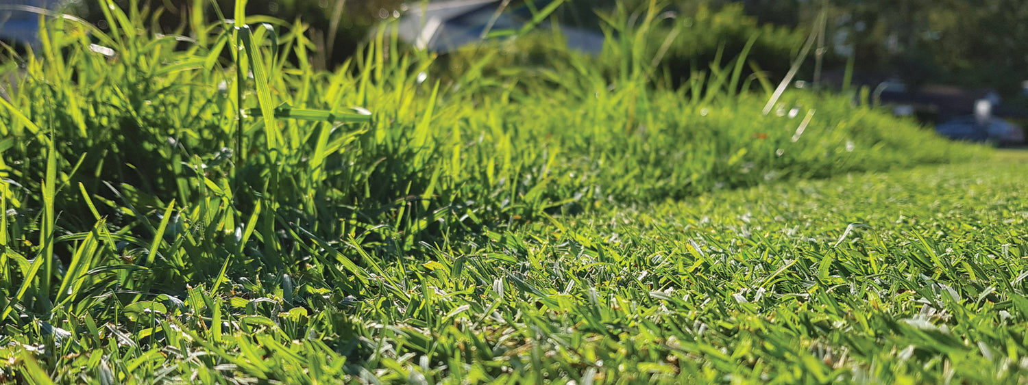 Spring Lawn Prep