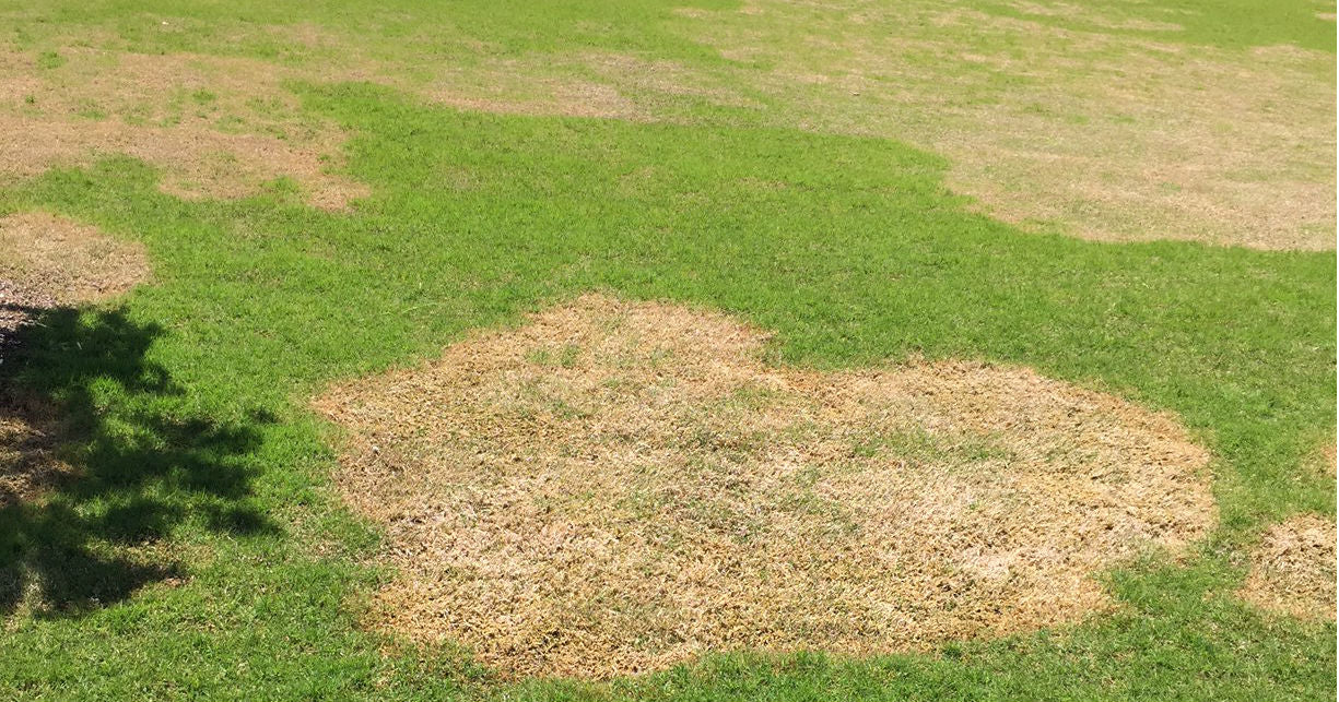 Spring Dead Spot – Lawnpride Australia