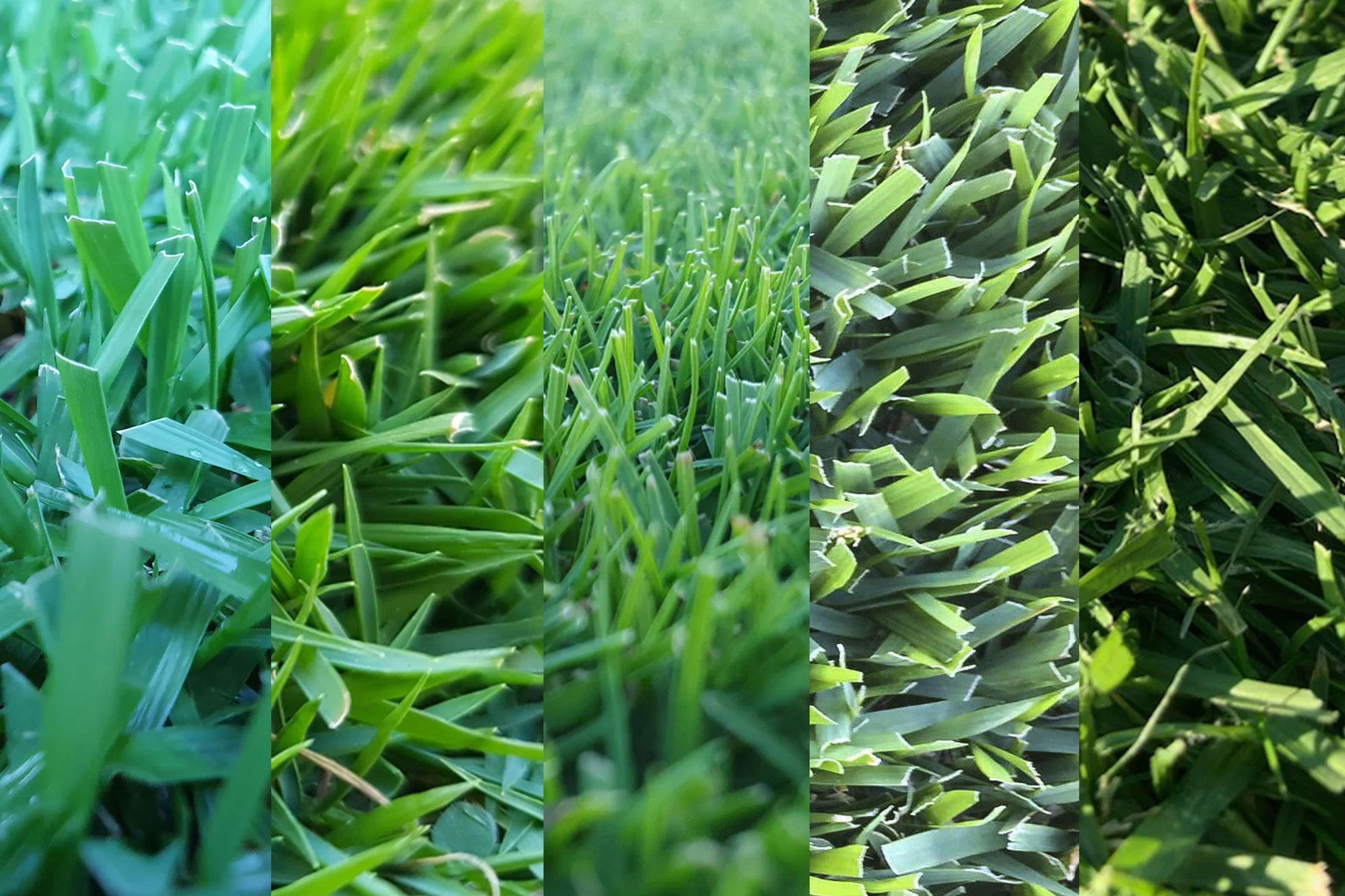 How to choose the right turf for your home – Lawnpride Australia