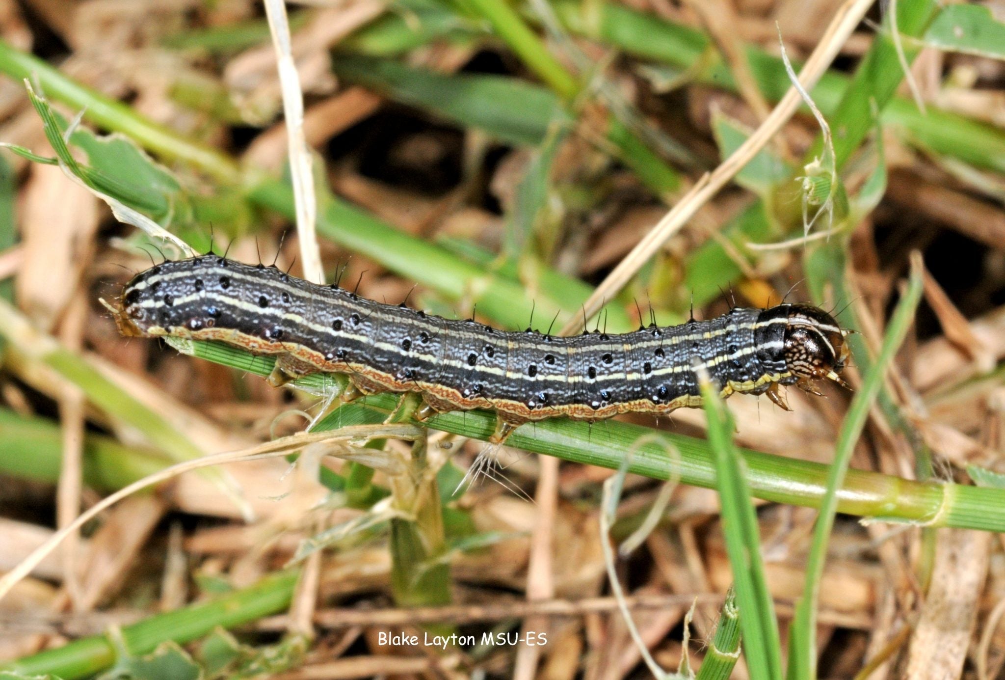 Fall Army Worm – Lawnpride Australia