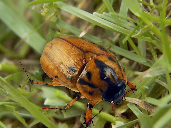 Pruinose Scarab – Lawnpride Australia