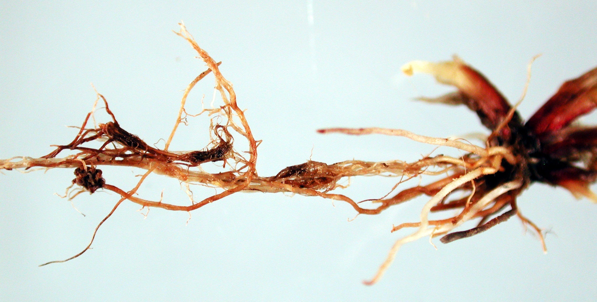Pythium Root Dysfunction – Lawnpride Australia