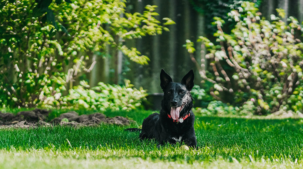 5 summer lawn care tips