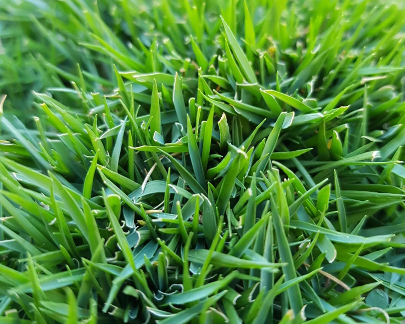 Zoysia Premium Collection – Lawnpride Australia